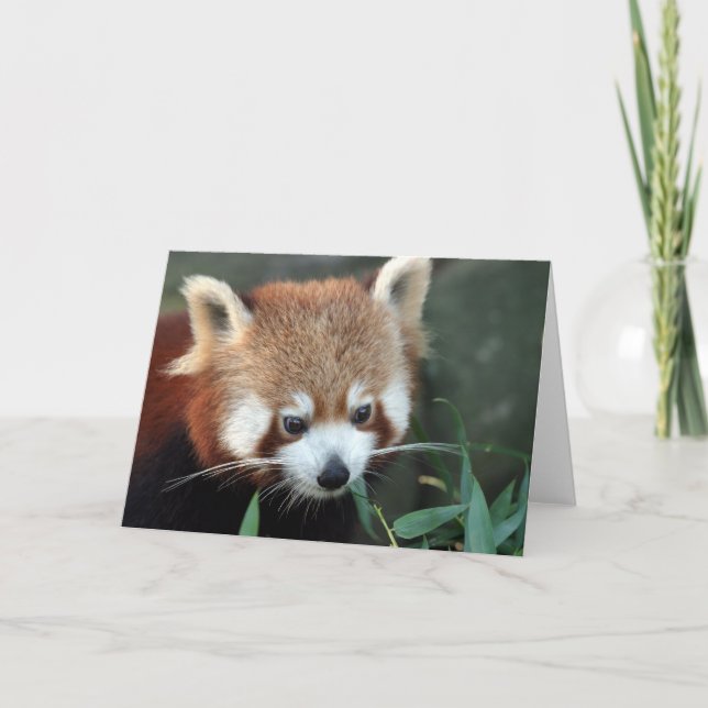 Carte Panda rouge, zoo de Taronga, Sydney, Australie (Devant)