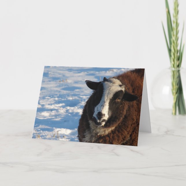 Carte Pandi le mouton (Devant)