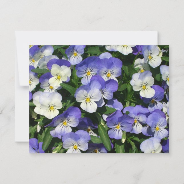 Carte Pansies violettes Jardin Floral (Devant)