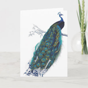 Carte Paon bleu avec de belles plumes de queue