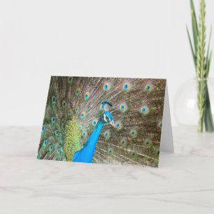 Carte Paon masculin avec de plumes le blanc de photo