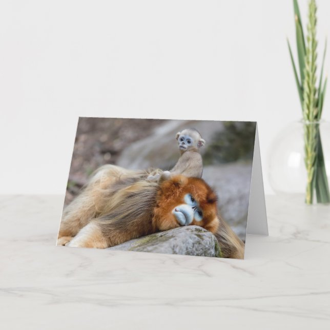 Carte Papa singe à nez doré avec bébé (Devant)