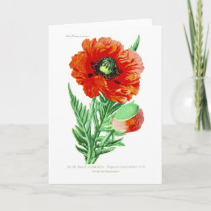 Carte Papaver bracteatum