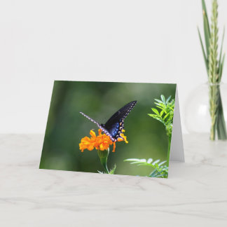 Carte Papillon