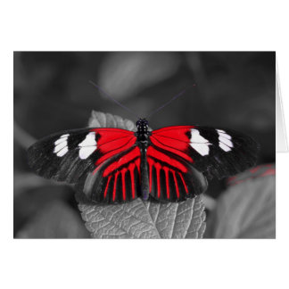 Carte Papillon