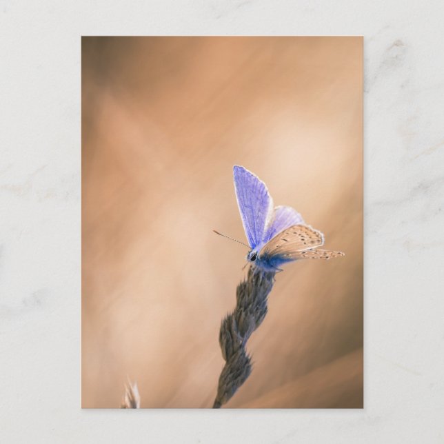 Carte papillon Argus bleu (Devant)