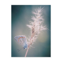 Carte papillon Argus bleu