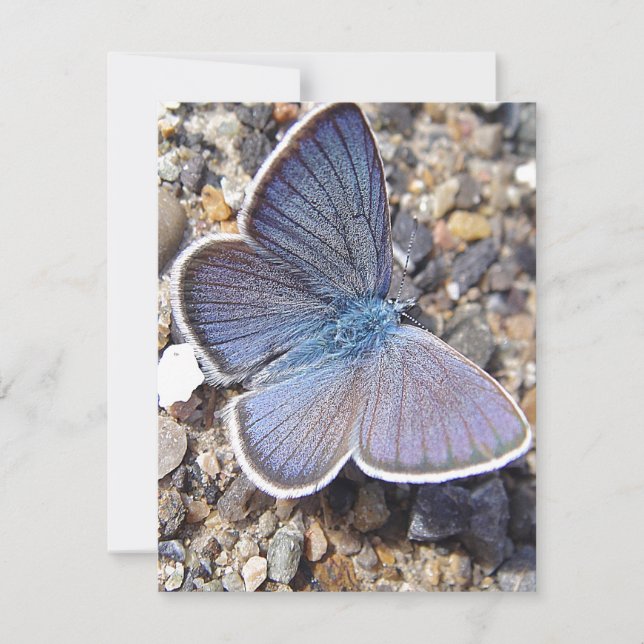 Carte Papillon bleu clair (Devant)