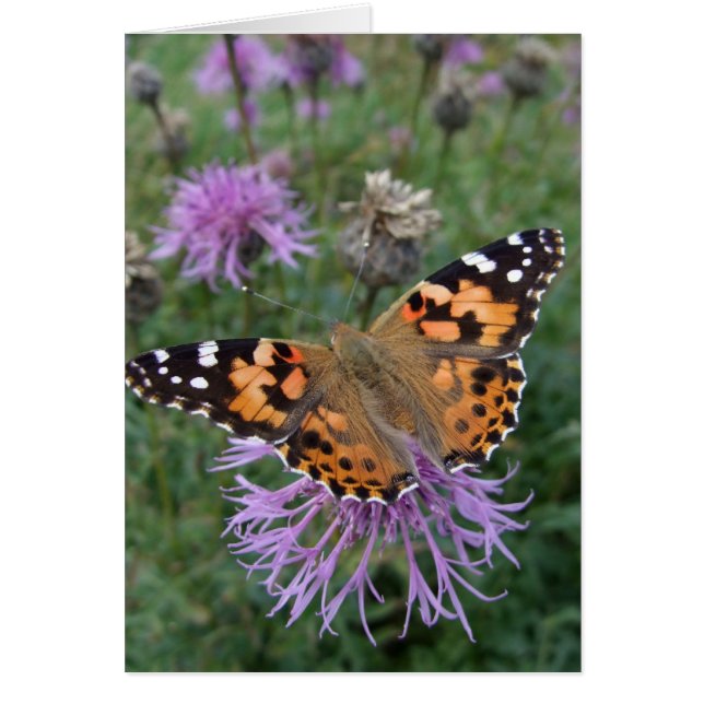 Carte Papillon de la Dame peinte (Devant)
