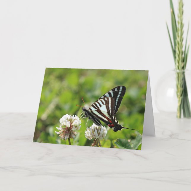 Carte Papillon de machaon de zèbre (Devant)