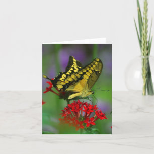 Carte Papillon floral