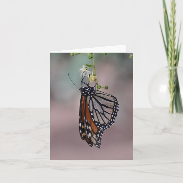 Carte Papillon monarque (Devant)