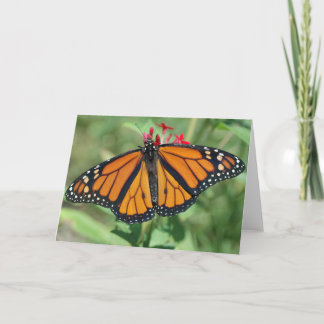 Carte Papillon monarque