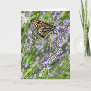 Carte Papillon Monarque dans un champ de lavande vierge