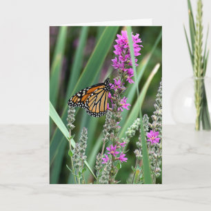 Carte Papillon monarque sur fleur sauvage