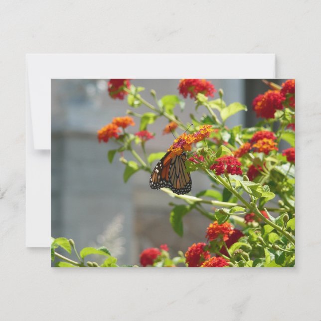 Carte Papillon monarque sur le papillon rouge Bush (Devant)