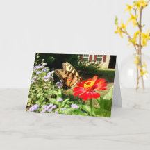 Papillon sur Fleur devant la maison -Horizontal