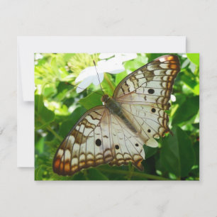 Carte Papillon sur Jasmine Tropical Nature Photographie