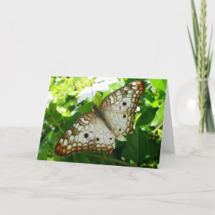 Carte Papillon sur Jasmine Tropical Nature Photographie