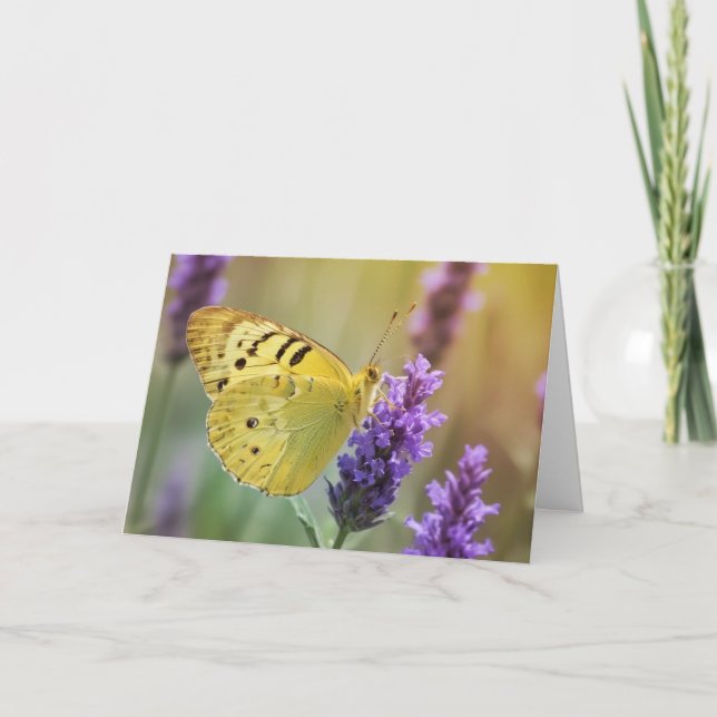 Carte Papillon sur Lavender (Devant)