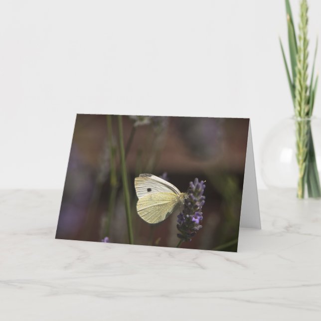 Carte Papillon sur Lavender (Devant)