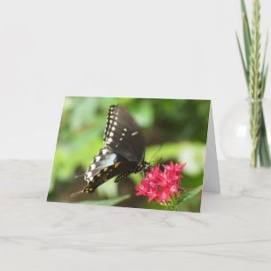 Carte "Papillon sur les Pentas rouges."Carte de voeux
