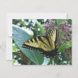 Carte Papillon Swallowtail I sur Milkweed à Shenandoah