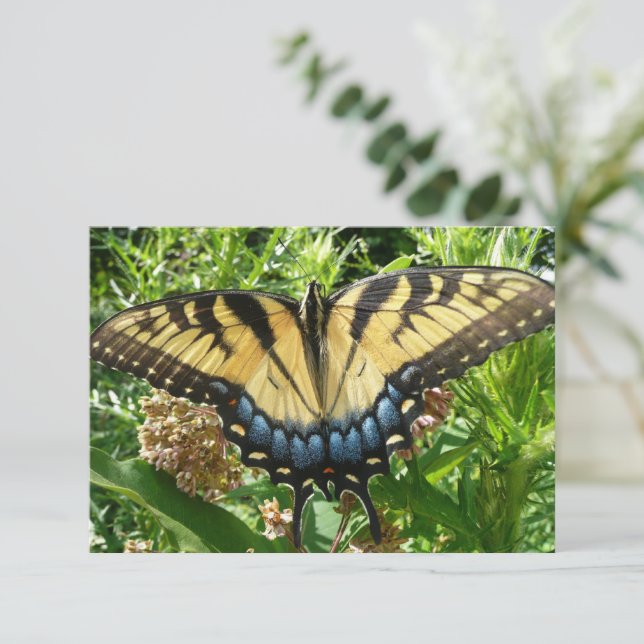 Carte Papillon Swallowtail II à Shenandoah (Debout devant)