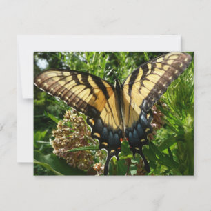 Carte Papillon Swallowtail III Belle photo colorée