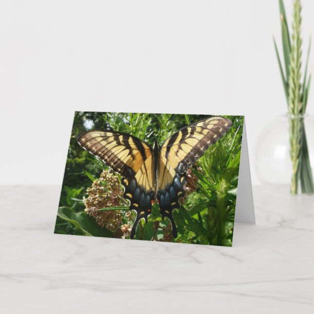Carte Papillon Swallowtail III Belle photo colorée (Devant)