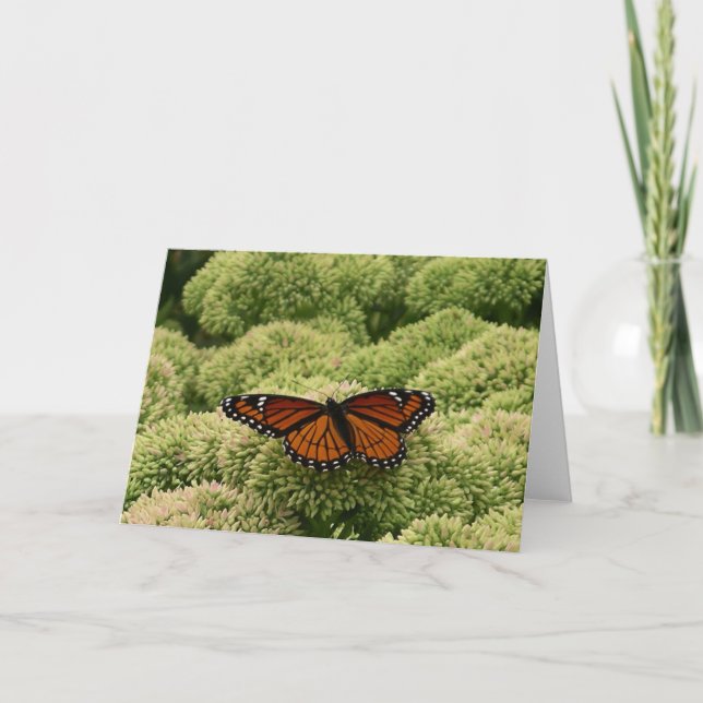 Carte Papillon Viceroy Belle photographie de la nature (Devant)