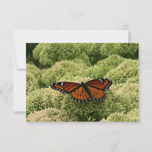 Carte Papillon Viceroy Belle photographie de la nature (Devant)