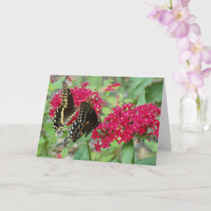 Carte Papillons à queue épaisse sur Fleurs de Penta Roug