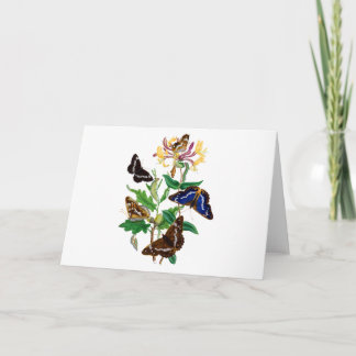 Carte Papillons et Chèvrefeuille rouge