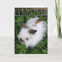 Carte Pâques Bunny Fluffy