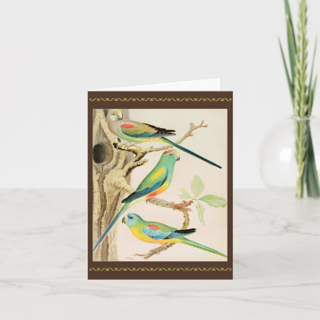 Carte Parakeet Turquoise (Devant)