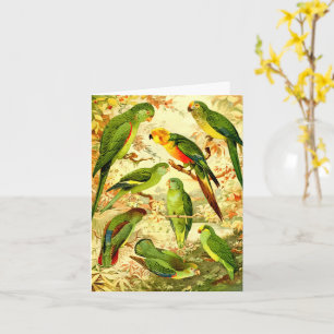 Carte Parakeets, Joyeux anniversaire