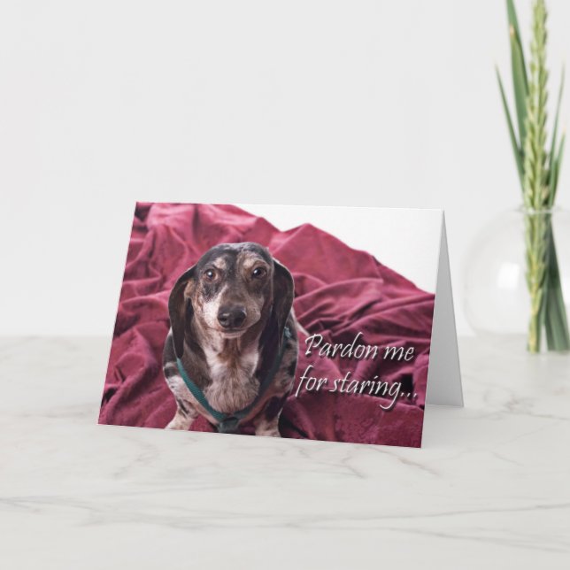 Carte Pardonnez-moi pour Staring - Dachsund Anniversaire (Devant)