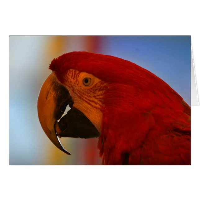 Carte Parrot Note (Devant Horizontal)