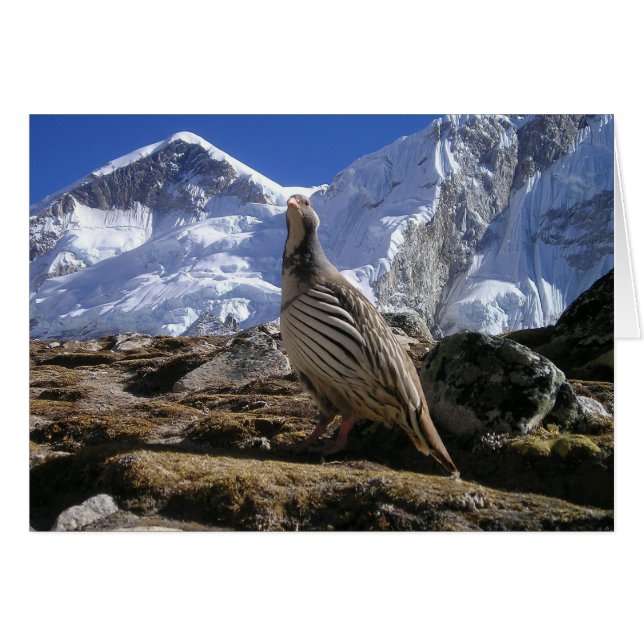 Carte Partridge in Himalayas (Devant Horizontal)