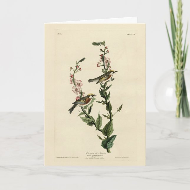 Carte Paruline à châtaignes, Oiseaux d'Amérique d'Audubo (Devant)