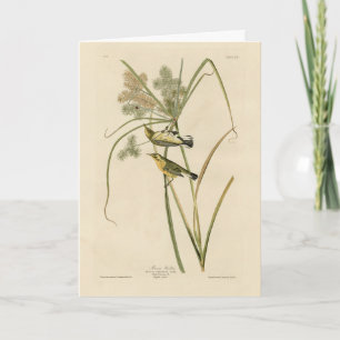 Carte Paruline des Prairies d'Audubon's Birds of America