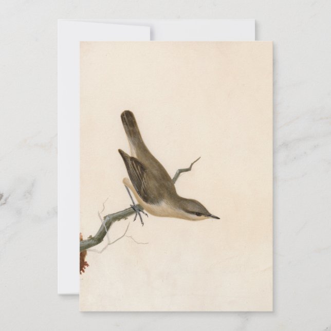Carte Paruline Reed Wren | William Lewin (Devant)