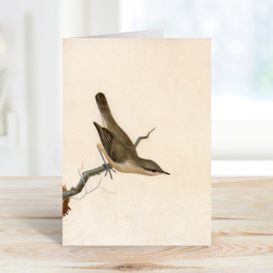 Carte Paruline Reed Wren   William Lewin