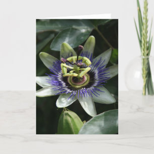Carte Passiflora - Fleur de la Passion