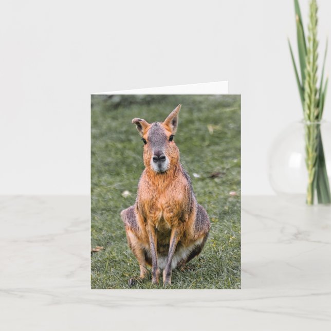 Carte Patagonian Mara (Devant)