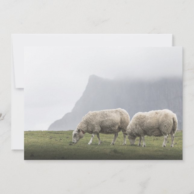 Carte Pâturage Mouton Nature Photo (Devant)