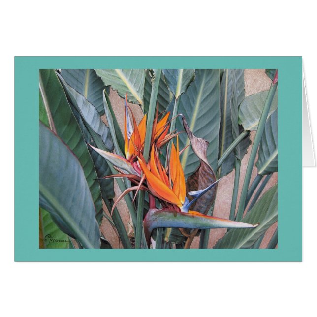 Carte Paul McGehee "Oiseau du Paradis" (Devant Horizontal)