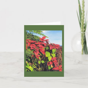 Carte Paul McGehee "Poinsettias"