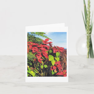 Carte Paul McGehee "Poinsettias"